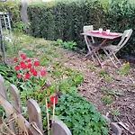 les coquelicots